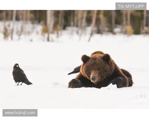 《熊嗨了》:当野生动物觉醒,一场颠覆想象的派对正等你加入!